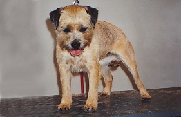 Border Terrier