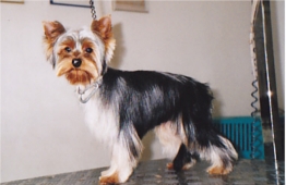 Yorkshire Terrier