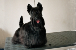 Scotchterrier1